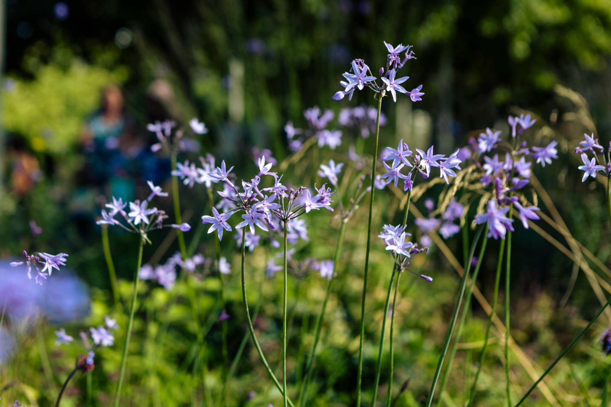 Some plants found in Stratford Cross gardens.