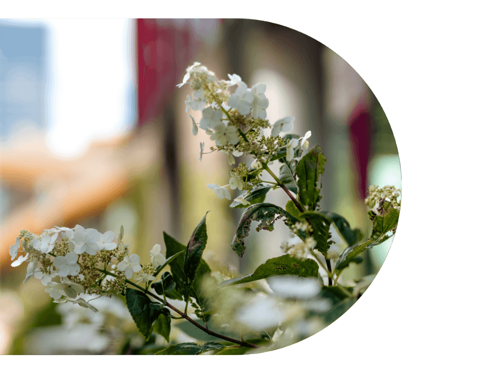 A close up of some white flowers.