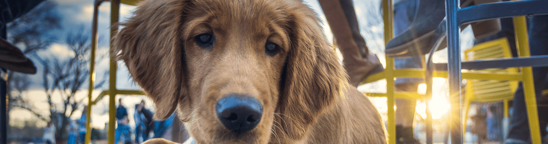 A golden retriever puppy at a cafe